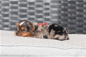 Sebastian - Yorkshire Terrier - Yorkie for sale