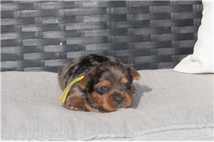 Sonya - Yorkshire Terrier - Yorkie for sale