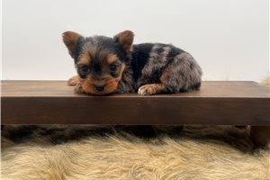 Florence - Yorkshire Terrier - Yorkie for sale