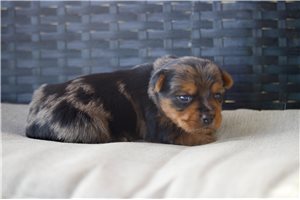 Sabrina - Yorkshire Terrier - Yorkie for sale