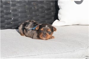 Sultan - Yorkshire Terrier - Yorkie for sale