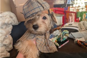 Jack - puppy for sale