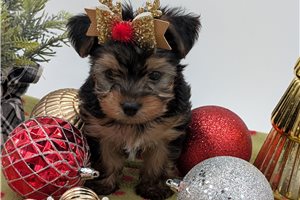 Rad - puppy for sale