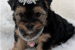 Celine - puppy for sale