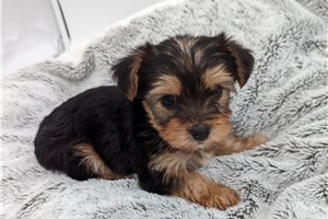 Idaho - Yorkshire Terrier - Yorkie for sale