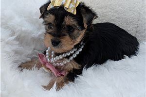Chloe - Yorkshire Terrier - Yorkie for sale