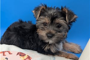 Rusty - puppy for sale