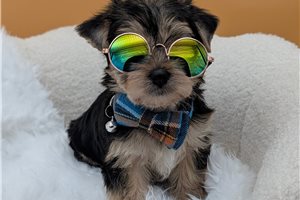 Chase - puppy for sale