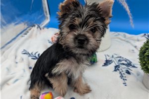 Mackenzie - Yorkshire Terrier - Yorkie for sale