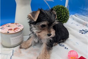 Chloe - puppy for sale