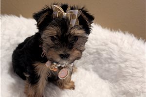 Celine - Yorkshire Terrier - Yorkie for sale