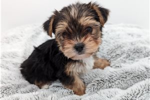 Coco - Yorkshire Terrier - Yorkie for sale