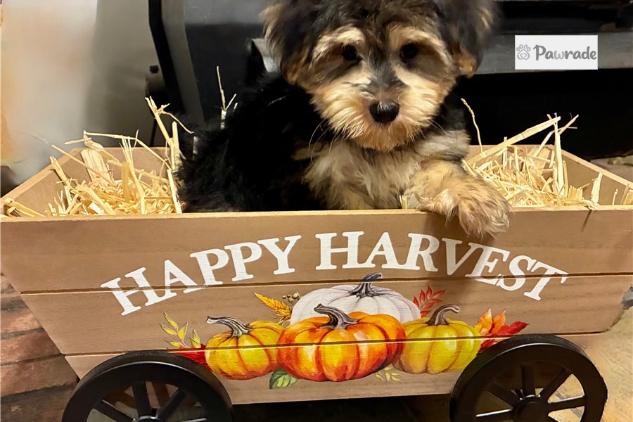 Indigo, male Morkie puppy for sale