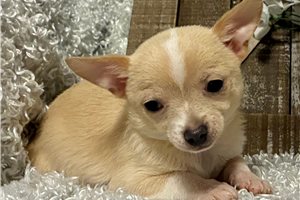 Faye - puppy for sale