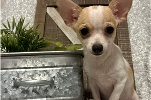 Tigger - Chihuahua for sale