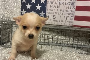 Tigger - Chihuahua for sale