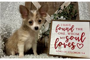 Felicity - Chihuahua for sale