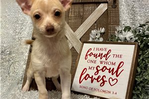 Fabian - Chihuahua for sale