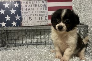 Toad - Chihuahua for sale