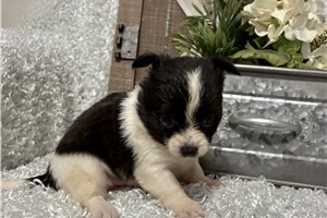 Toad - Chihuahua for sale