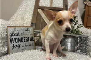 Tigger - Chihuahua for sale