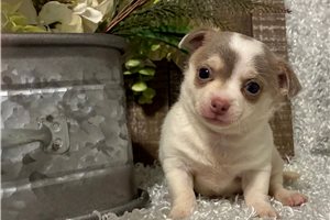 Vivian - Chihuahua for sale