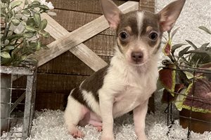Louie - Chihuahua for sale