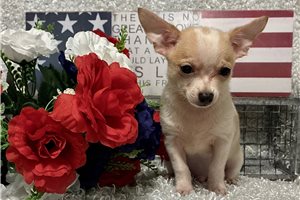 Tigger - Chihuahua for sale