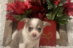 Frankie - puppy for sale
