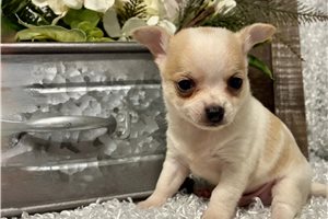 Tigger - puppy for sale