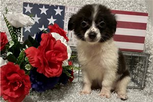 Toad - Chihuahua for sale