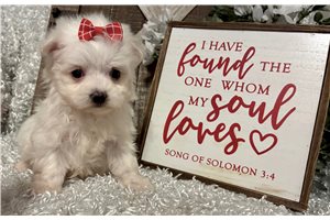 Lois - Maltese for sale