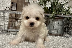 Mitch - Maltese for sale
