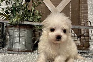 Magnolia - Maltese for sale