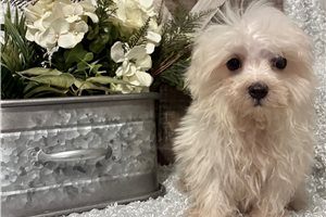 Mitch - Maltese for sale