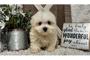 Oscar - Maltese for sale