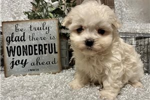 Bari - Maltese for sale