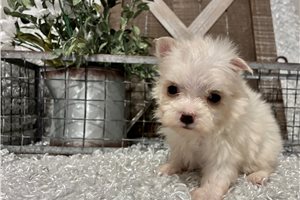 Michelle - Maltese for sale