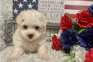 Dolly - Maltese for sale