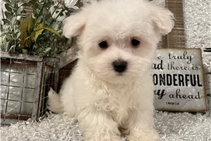 Ethan - puppy for sale