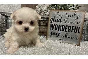 Boston - puppy for sale