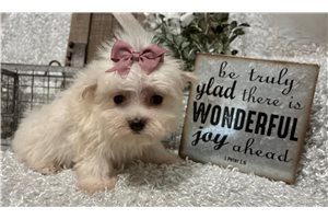 Magnolia - Maltese for sale