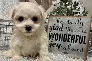 Byron - Maltese for sale