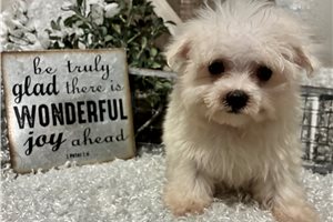 Mitch - Maltese for sale