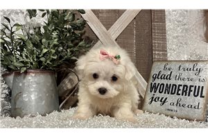 Orchid - Maltese for sale
