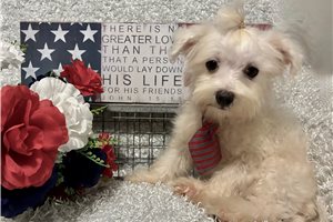 Mitch - Maltese for sale