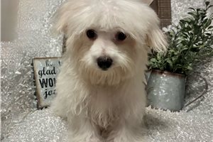 Dannyboy - Maltese for sale