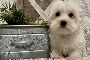Dannyboy - Maltese for sale