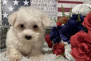 Dannyboy - Maltese for sale