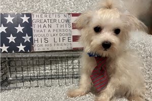 Mitch - Maltese for sale